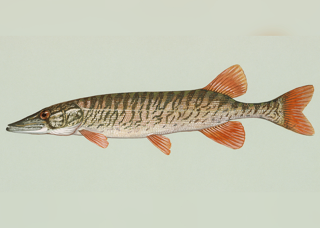 Redfin Pickerel