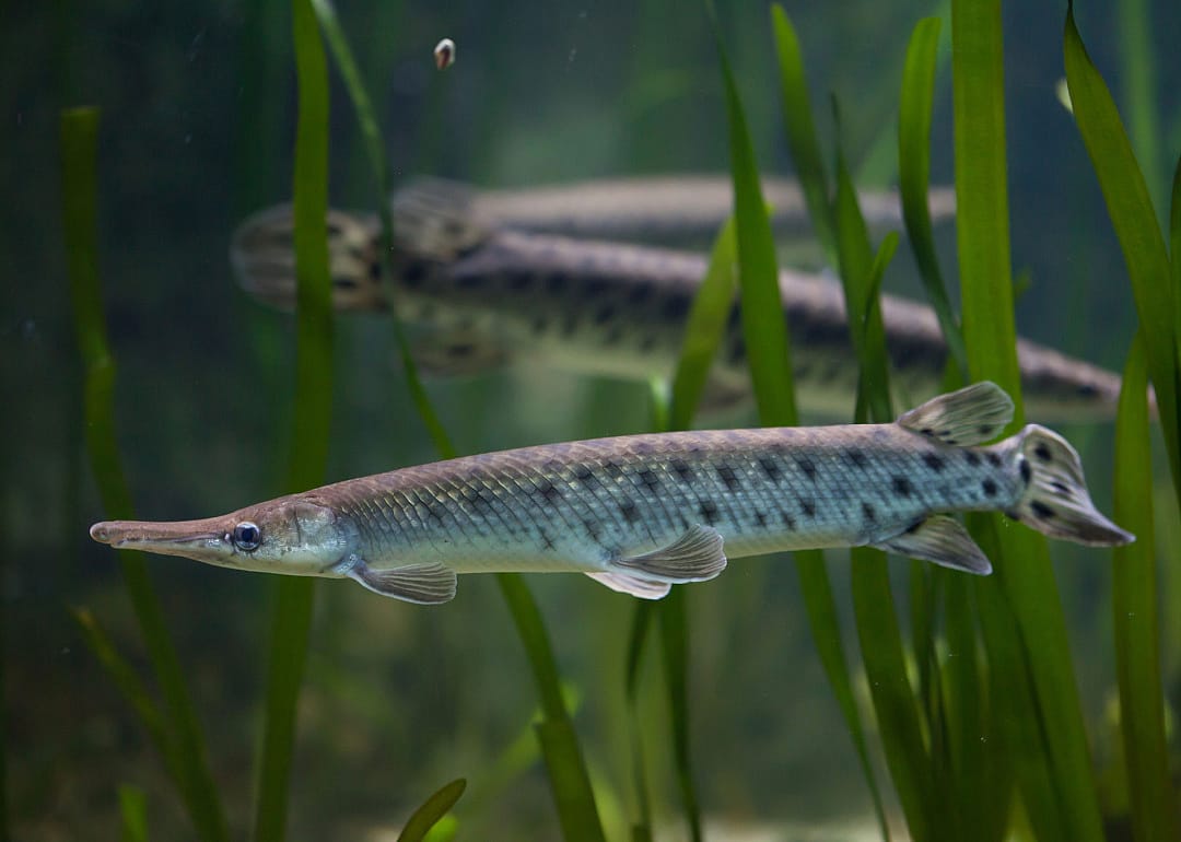 Spotted Gar