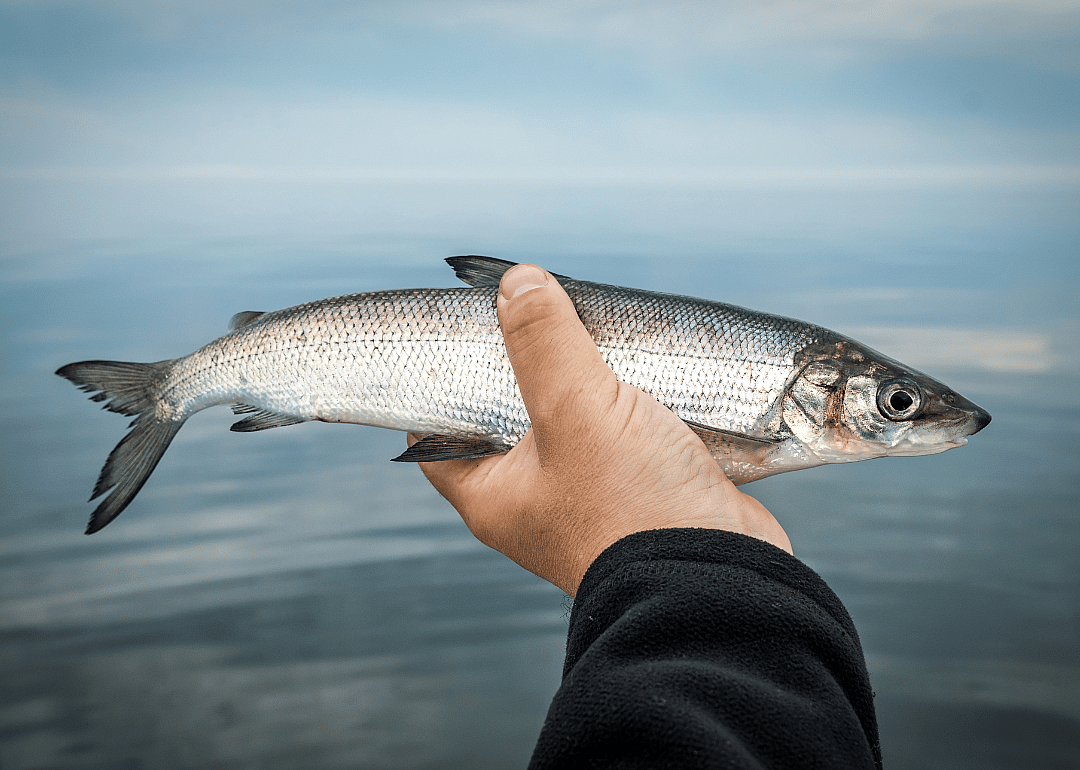 Whitefish