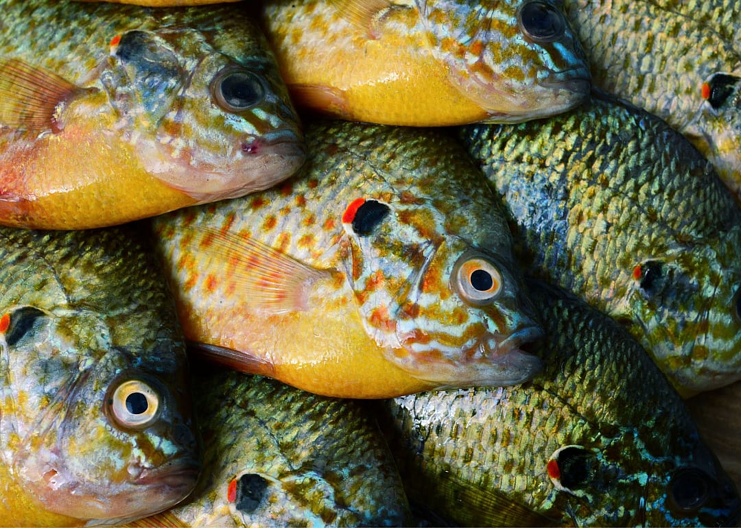 Flier Sunfish