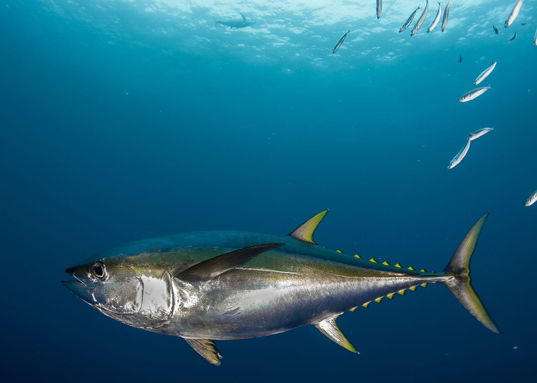 Yellowfin Tuna