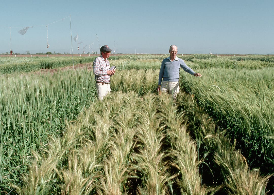 1940s: Borlaug agricultural revolution