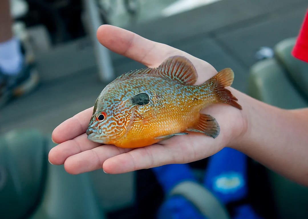 Longear Sunfish
