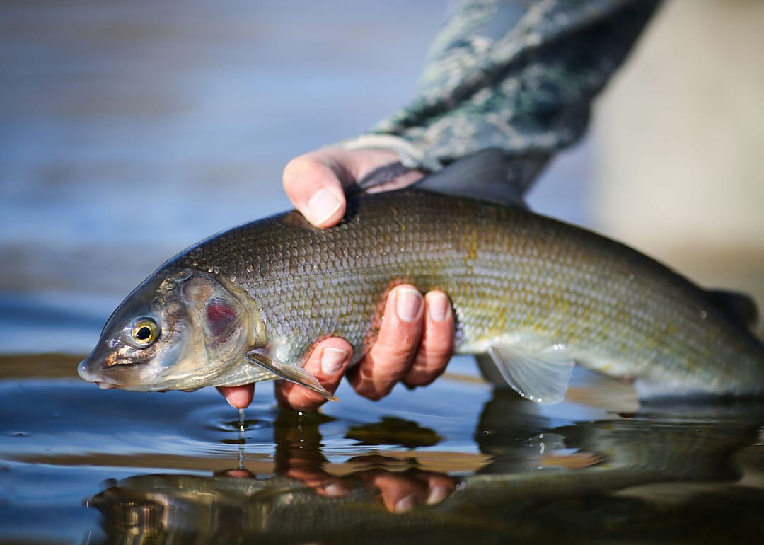 Mountain Whitefish