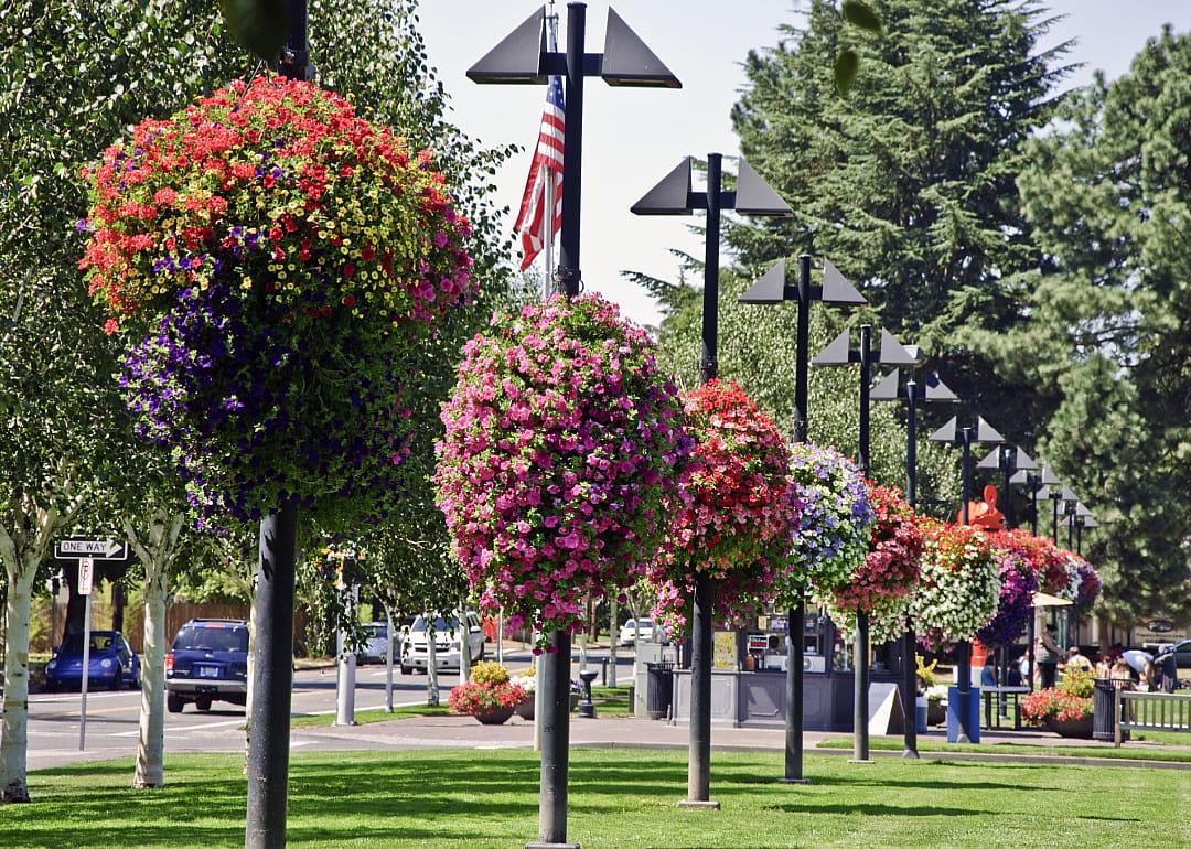 Hanging flower baskets in Beaverton City Park.
