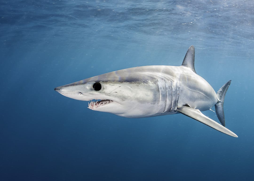 Mako Shark