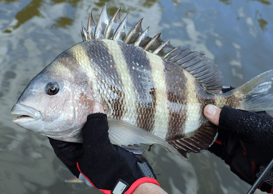Sheepshead