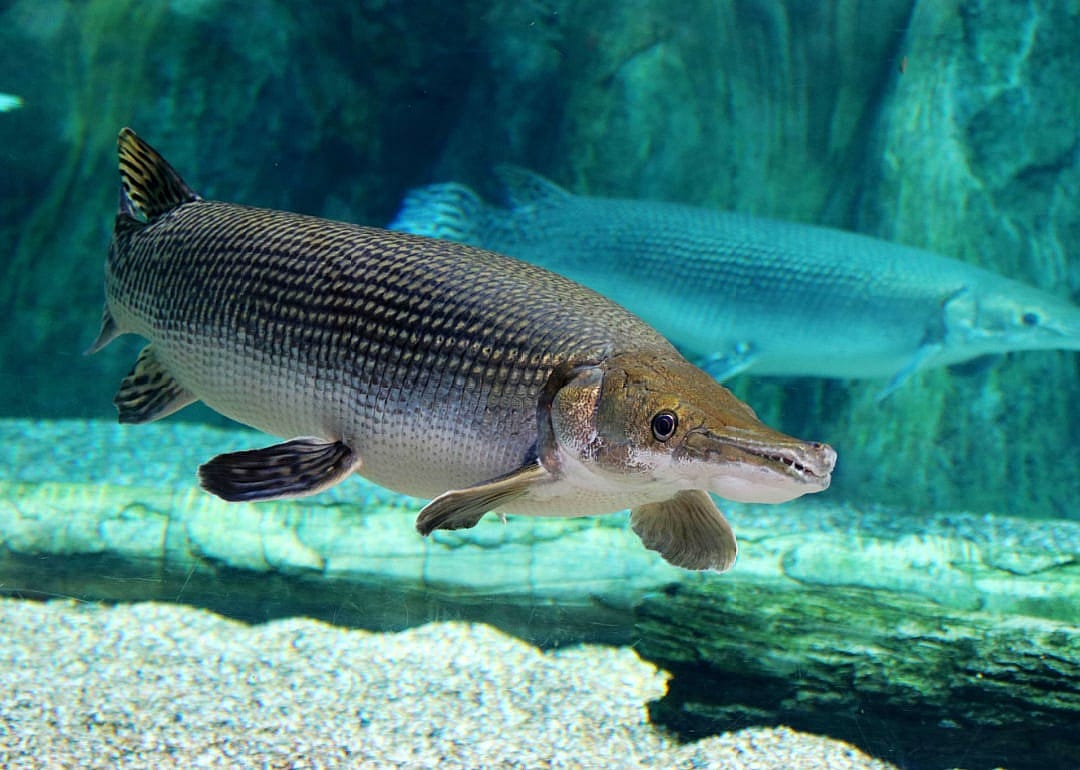 Alligator Gar
