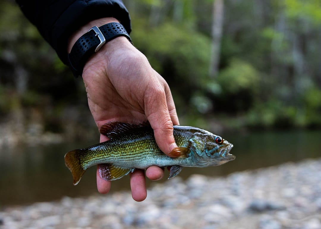 Redeye Bass