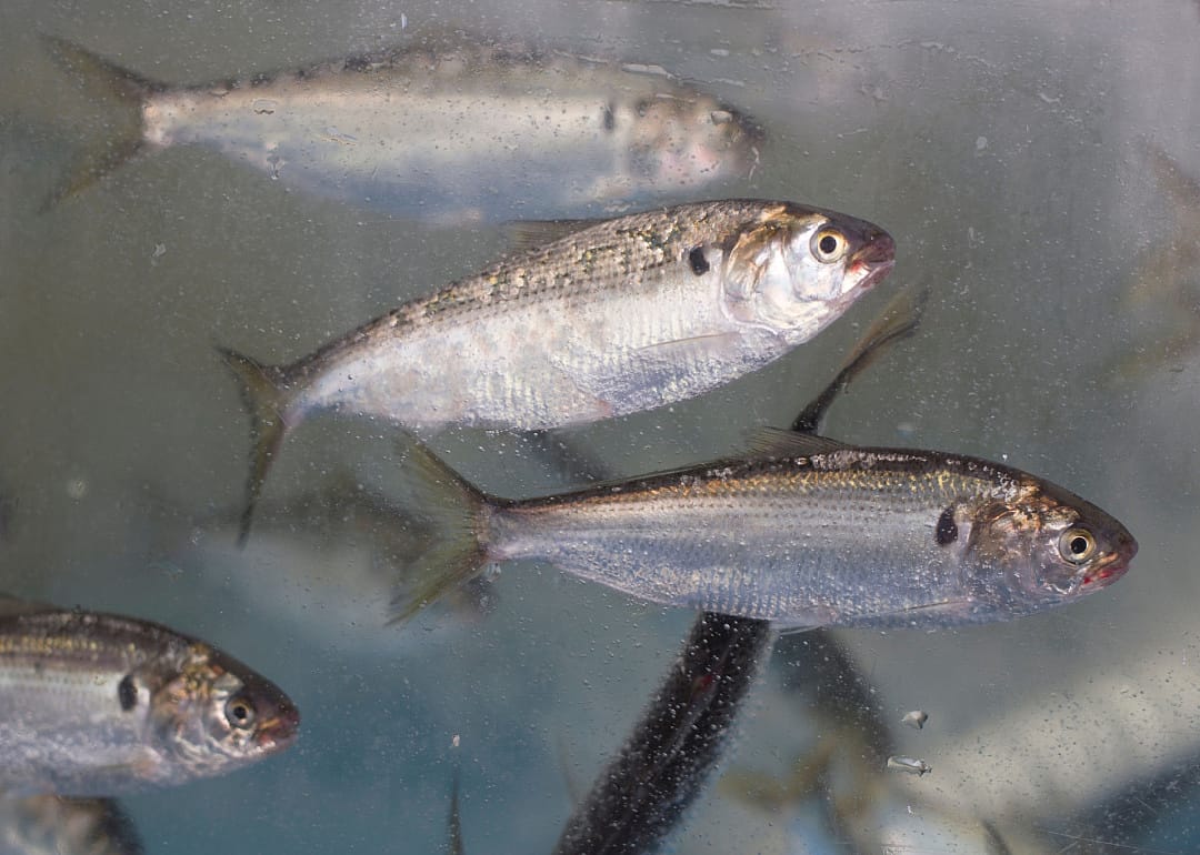 Gizzard Shad