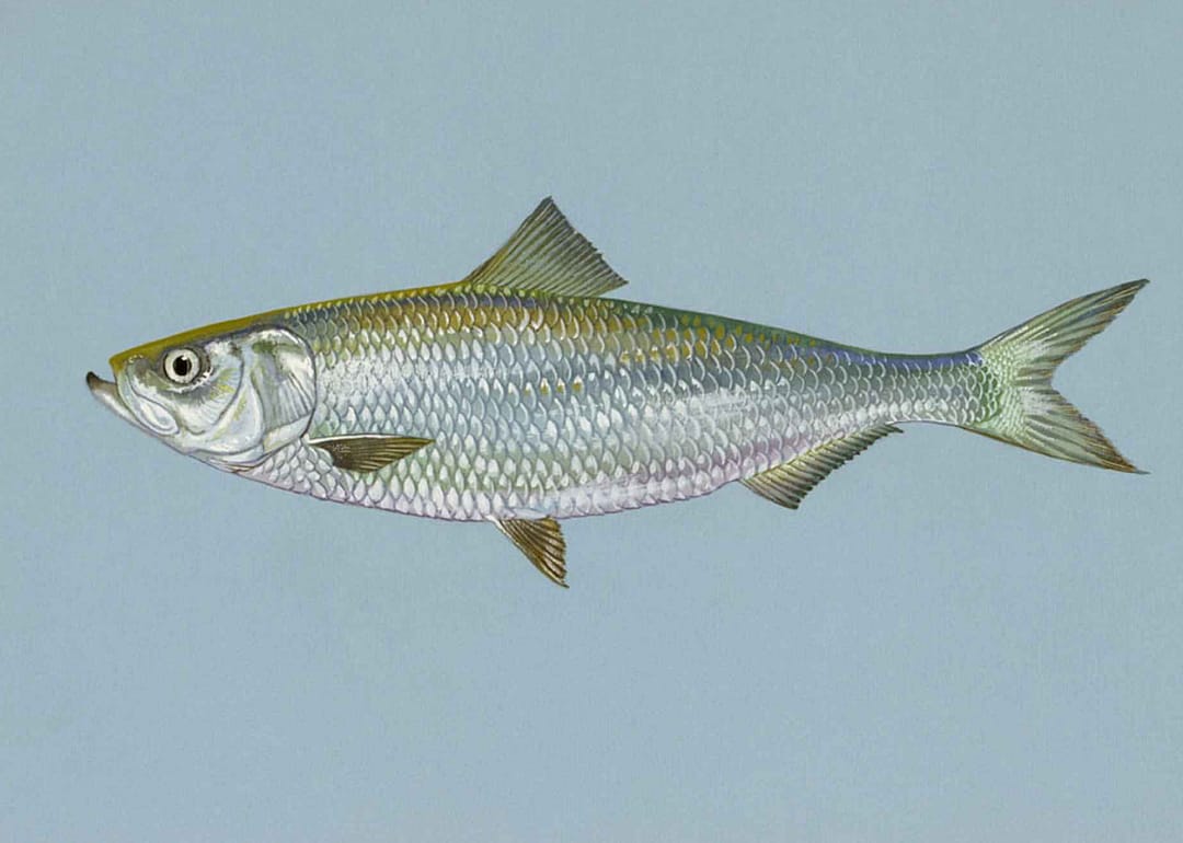 Skipjack Herring