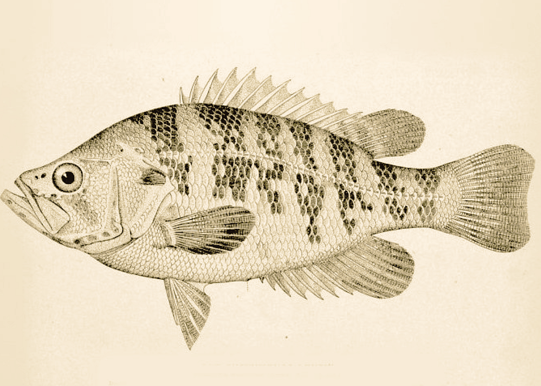 Sacramento Perch