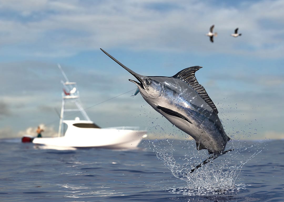 Swordfish