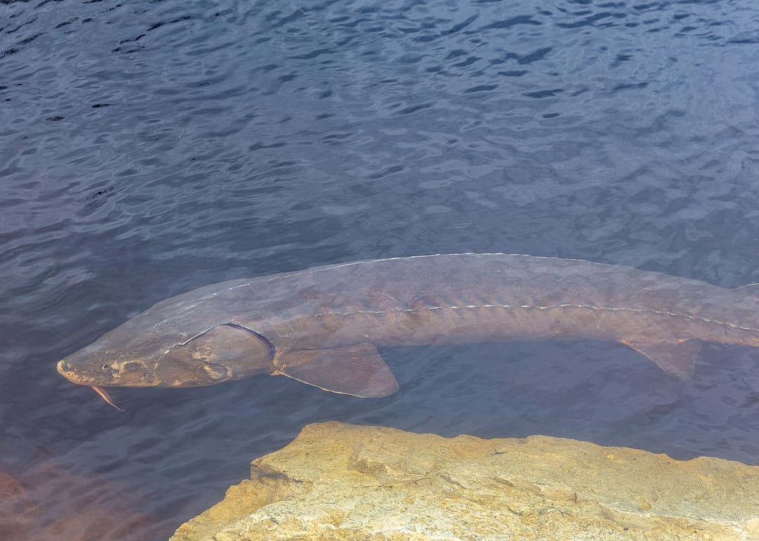 Lake Sturgeon