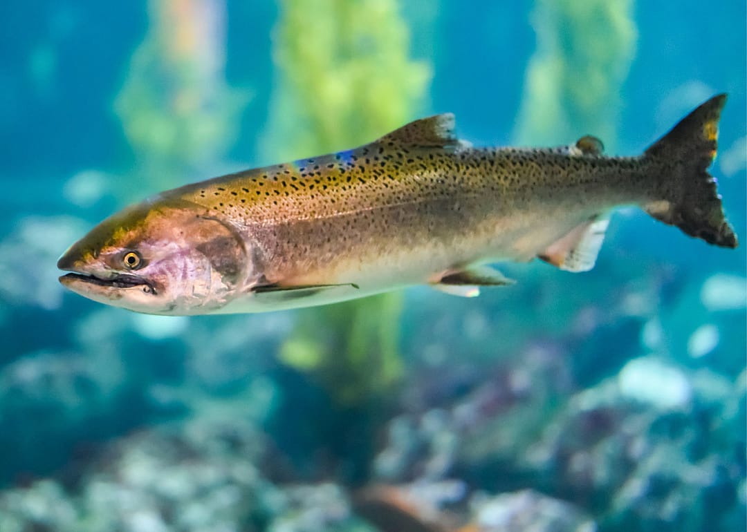 Steelhead Trout