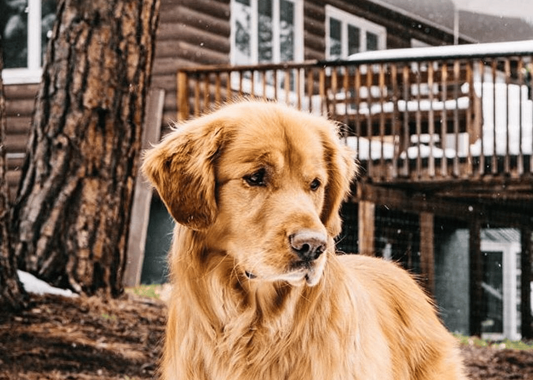 #26. @aspenthemountainpup