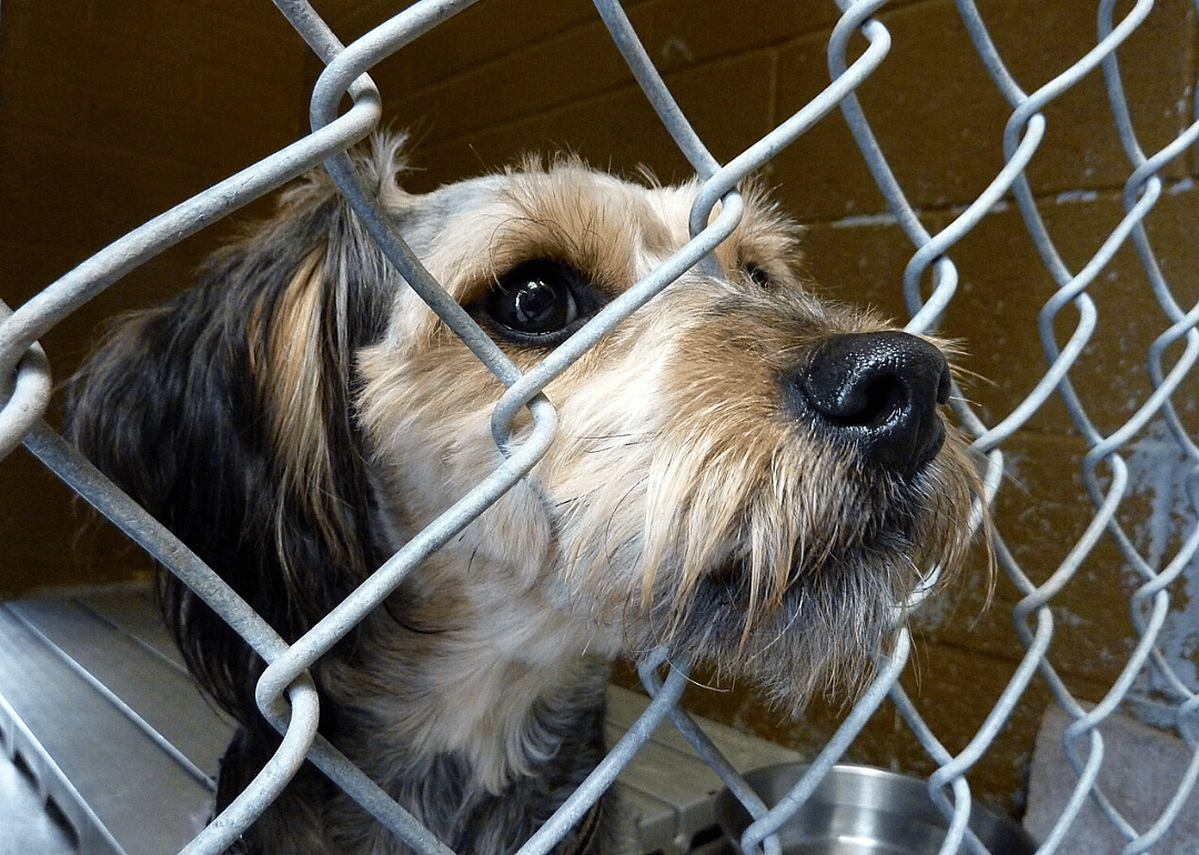 Few states require shelters to report annual data