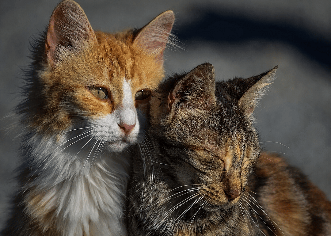 Few strays are ever returned to their owners