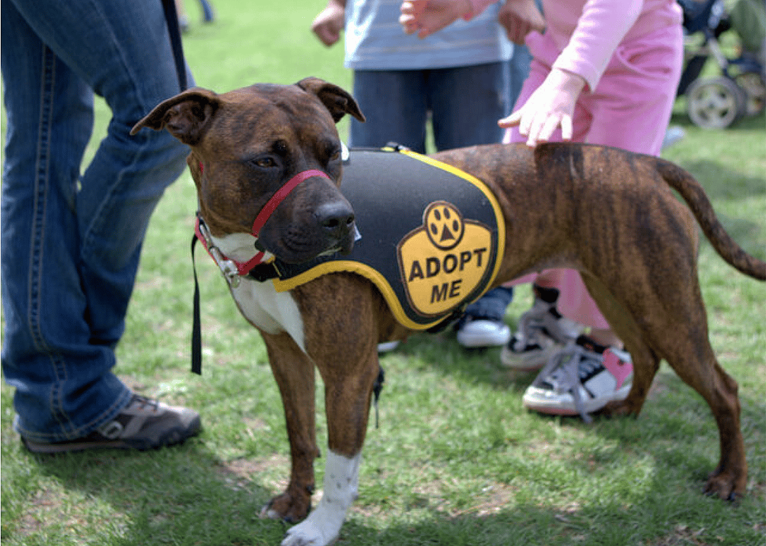 The no-kill movement began in the 1980s