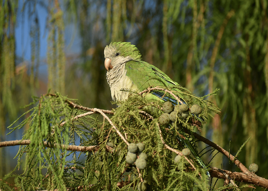 A green quaker parakeet on a tree branch.