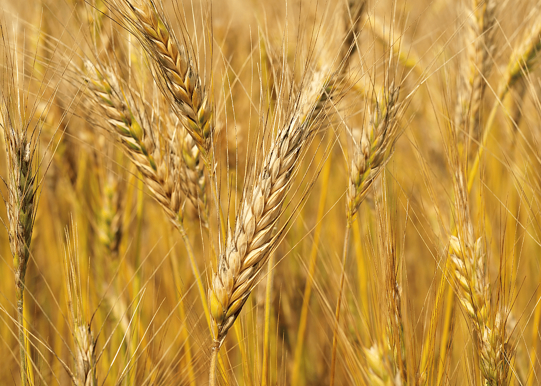 #5. Barley