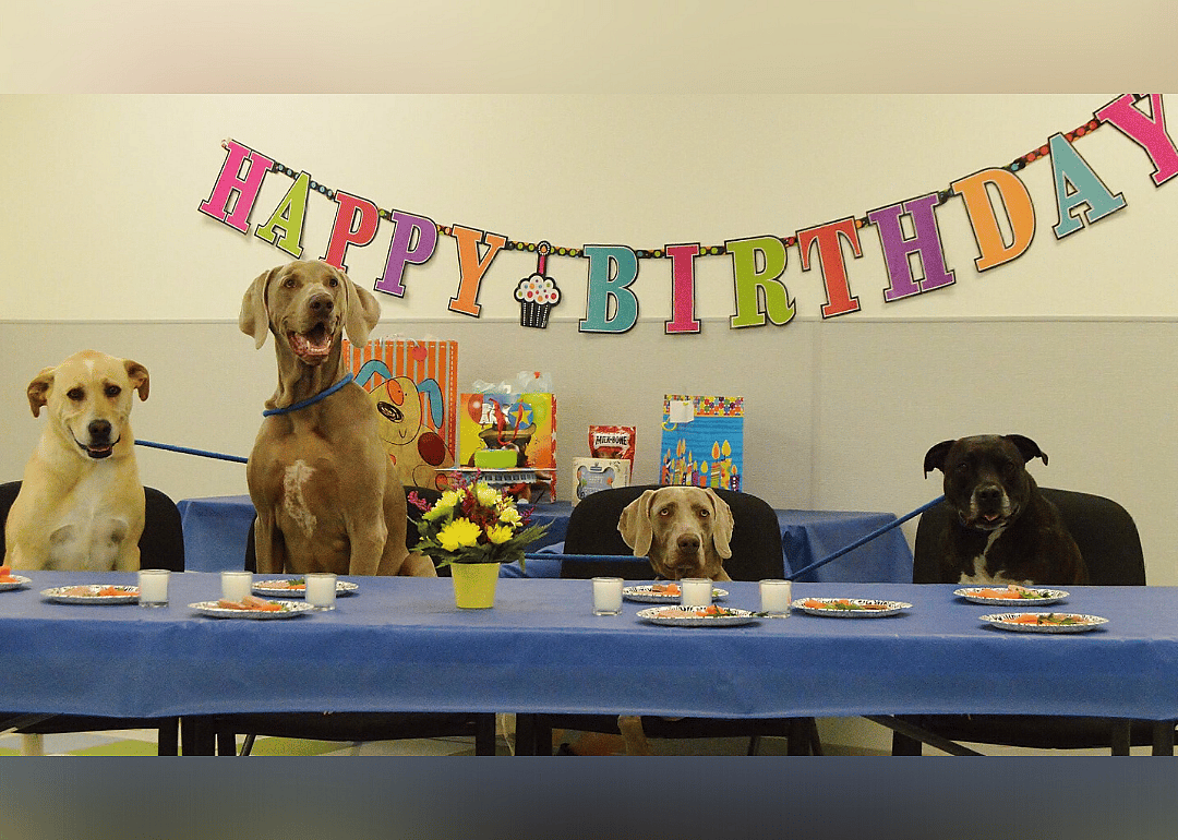 Bayside Pet Resort