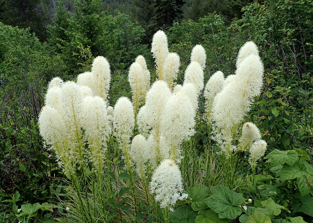 Circular prickly looking flowers with stiff stems.