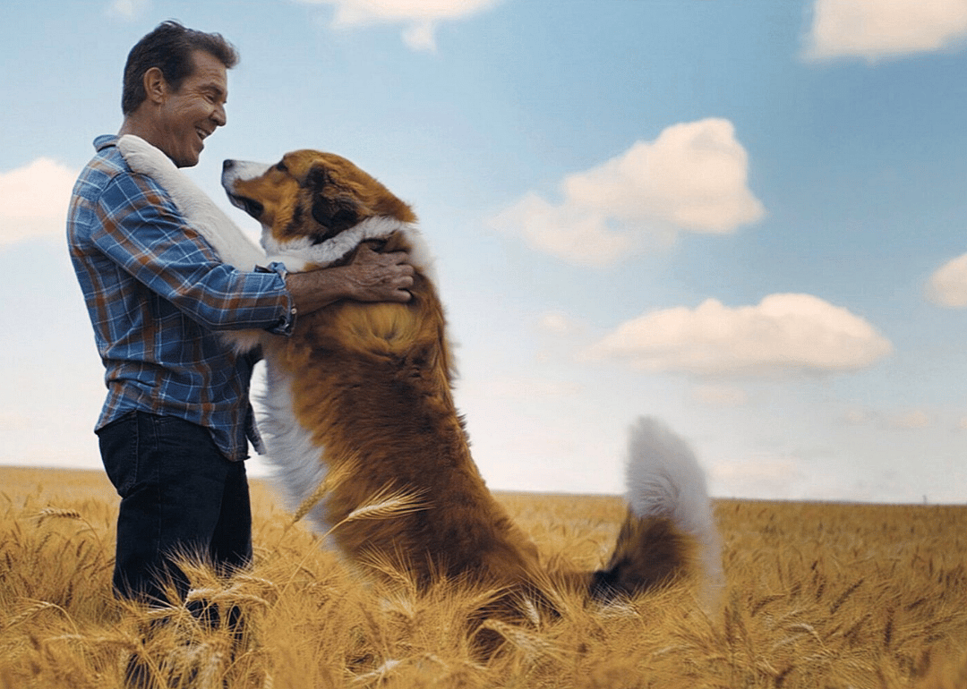 #28. A Dog's Journey