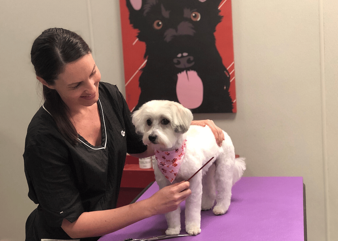 Best Friends Pet Care