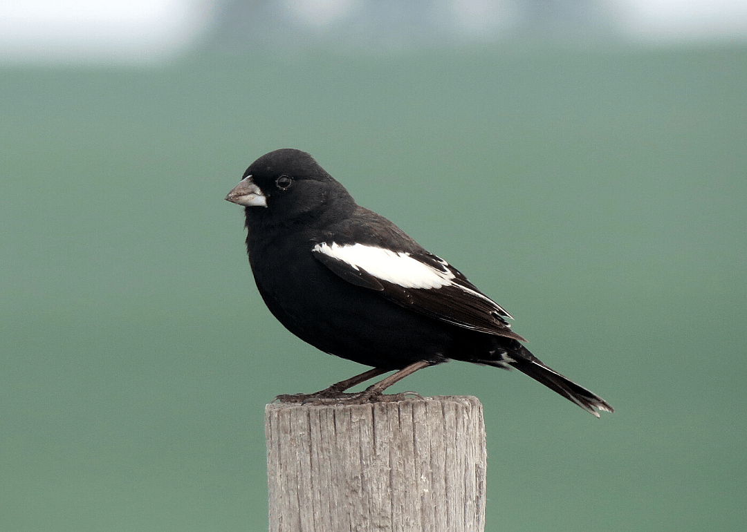 Colorado: Lark bunting