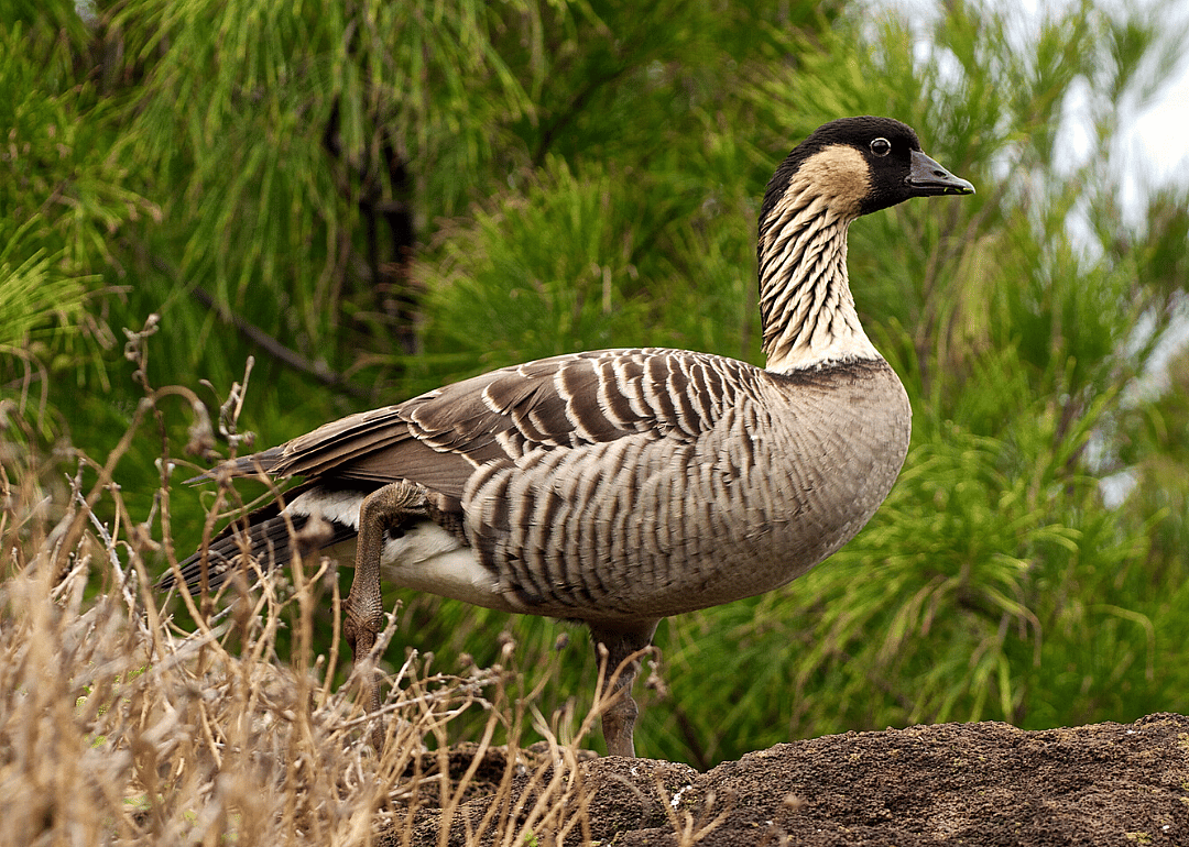 Hawaii: Hawaiian goose