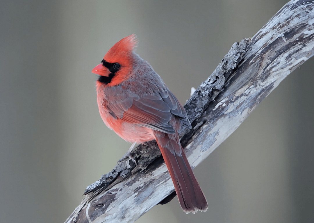 Indiana: Northern cardinal
