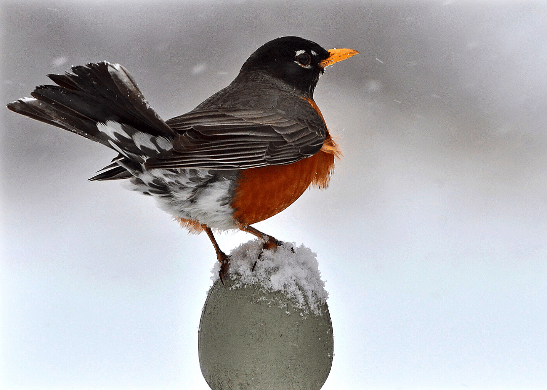 Michigan: American robin