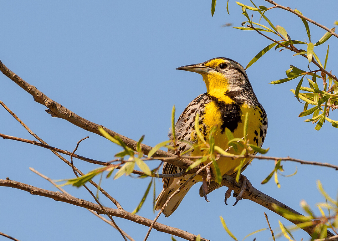 Oregon: Western meadowlark