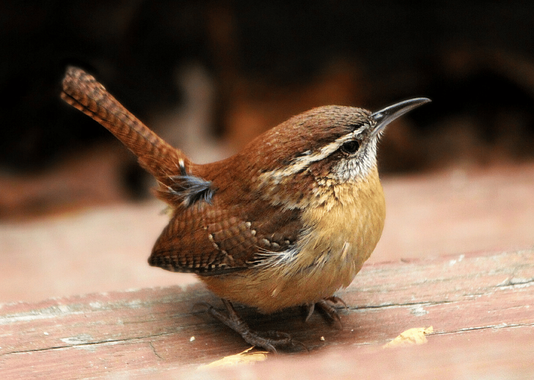 South Carolina: Carolina wren