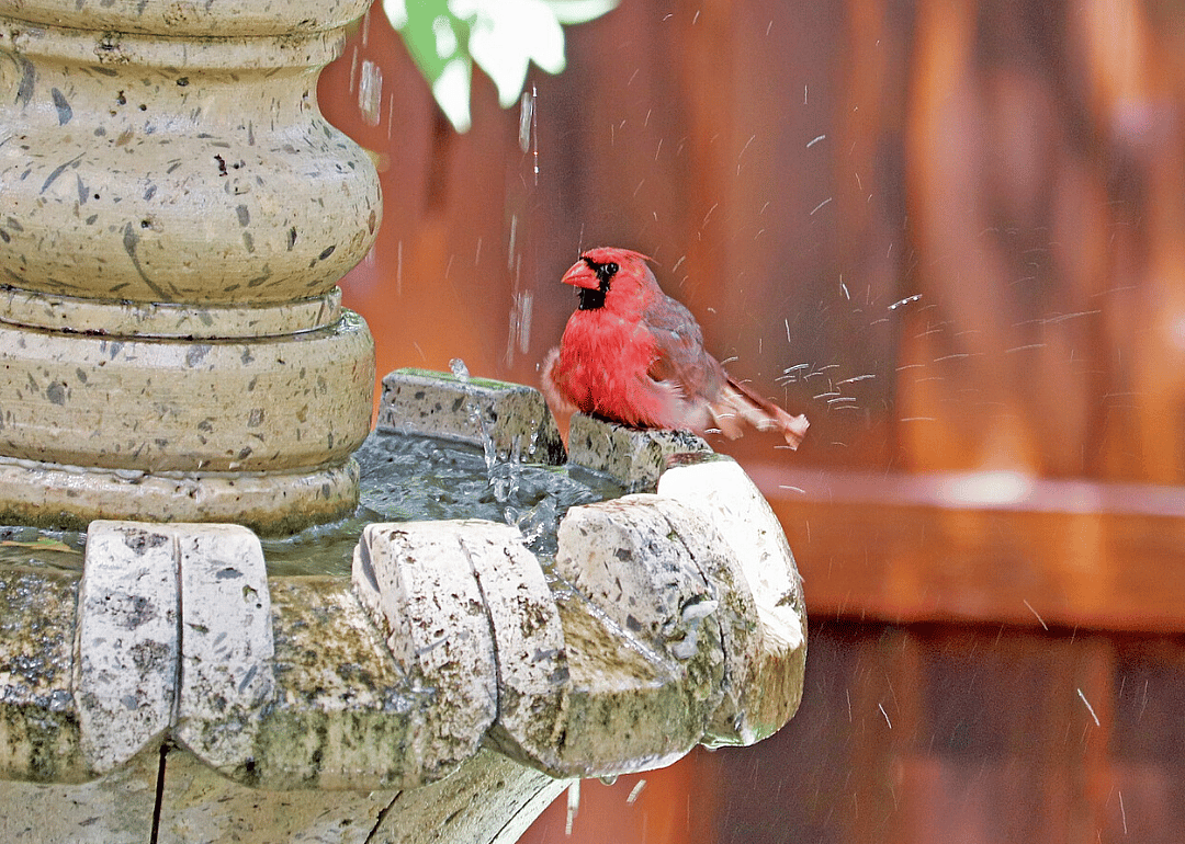 West Virginia: Northern cardinal