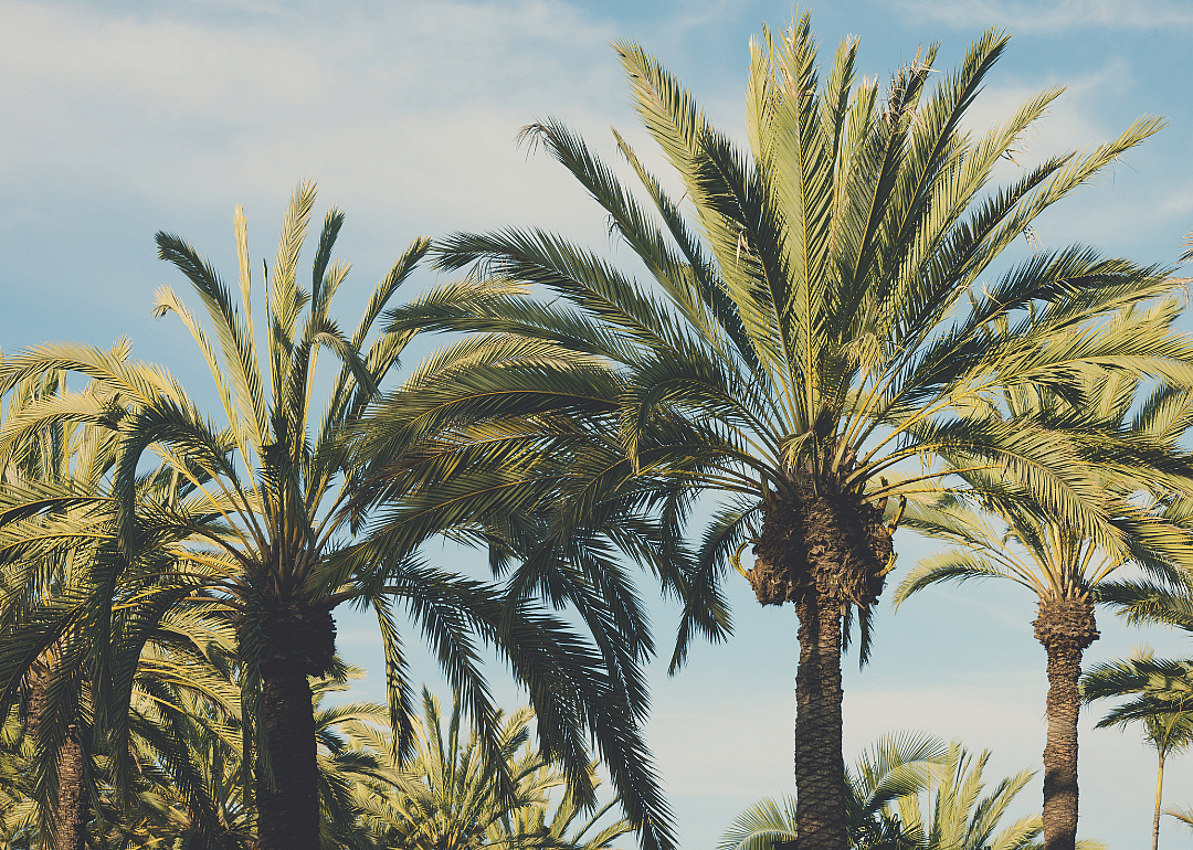 A row of palm trees in California.