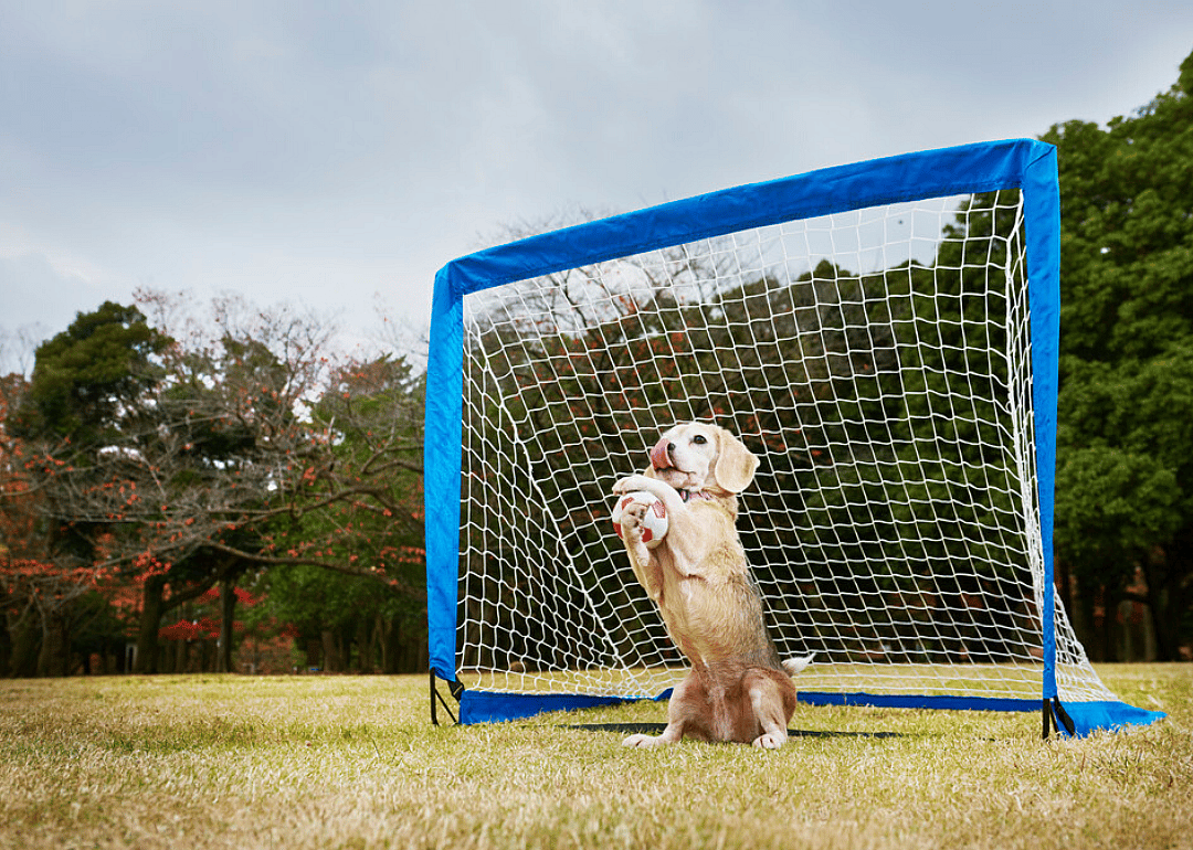 Most balls caught by a dog with the paws in one minute