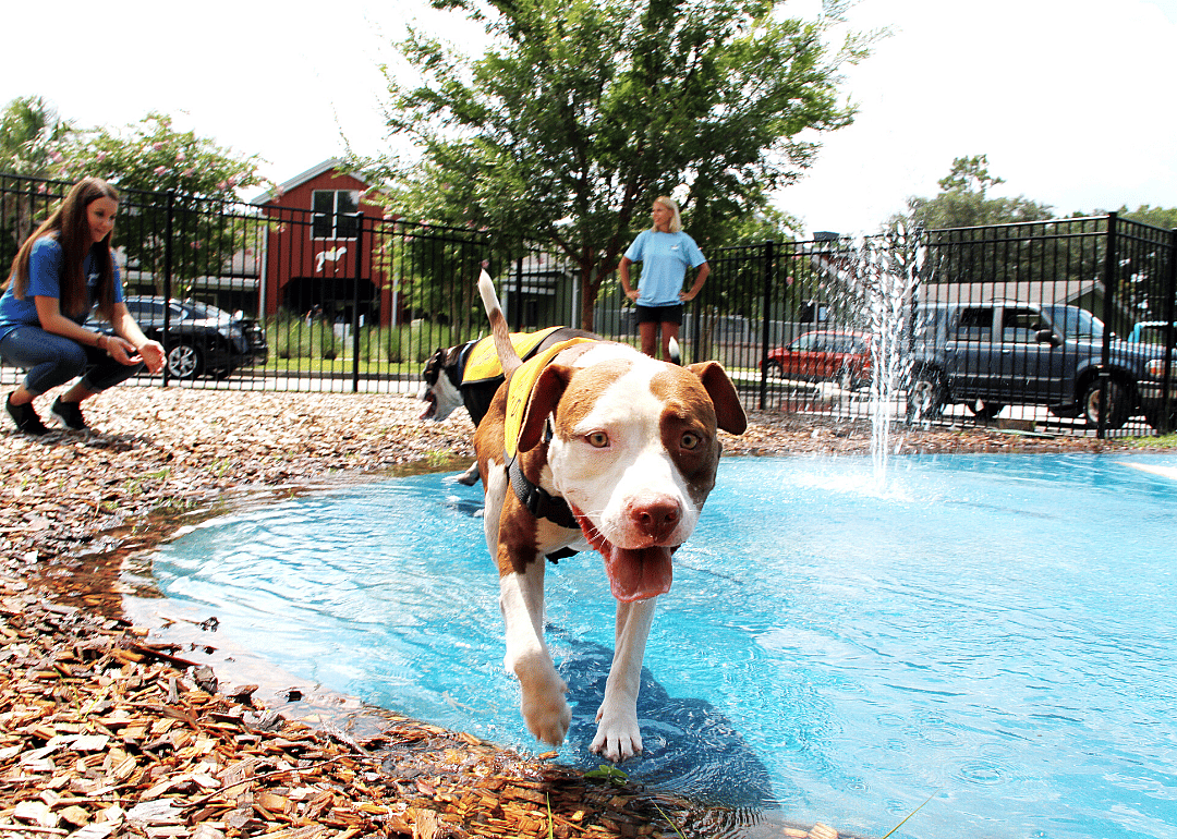 South Carolina: Charleston Animal Society