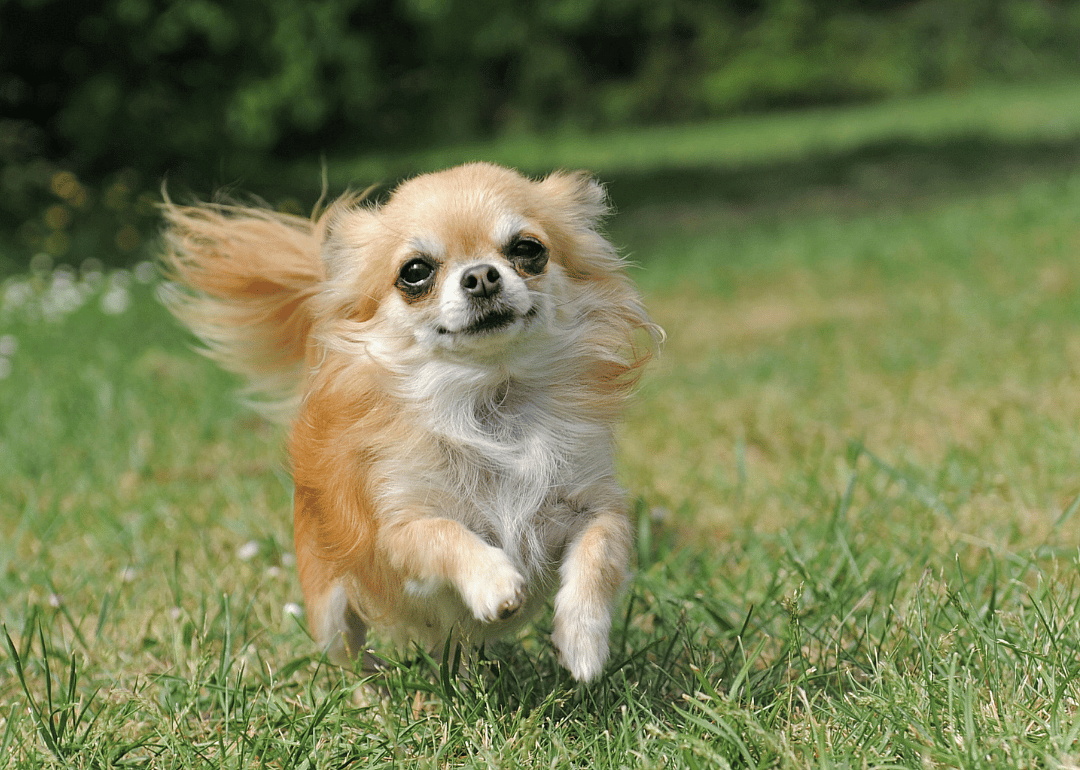 #20. Chihuahua