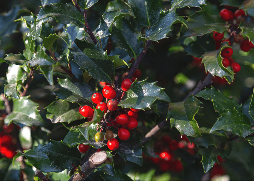 'The Holly and the Ivy' (1911)