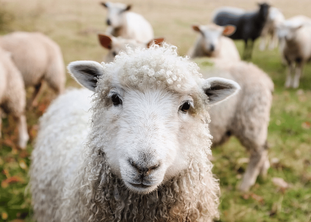 Farm Sanctuary’s Humane Education
