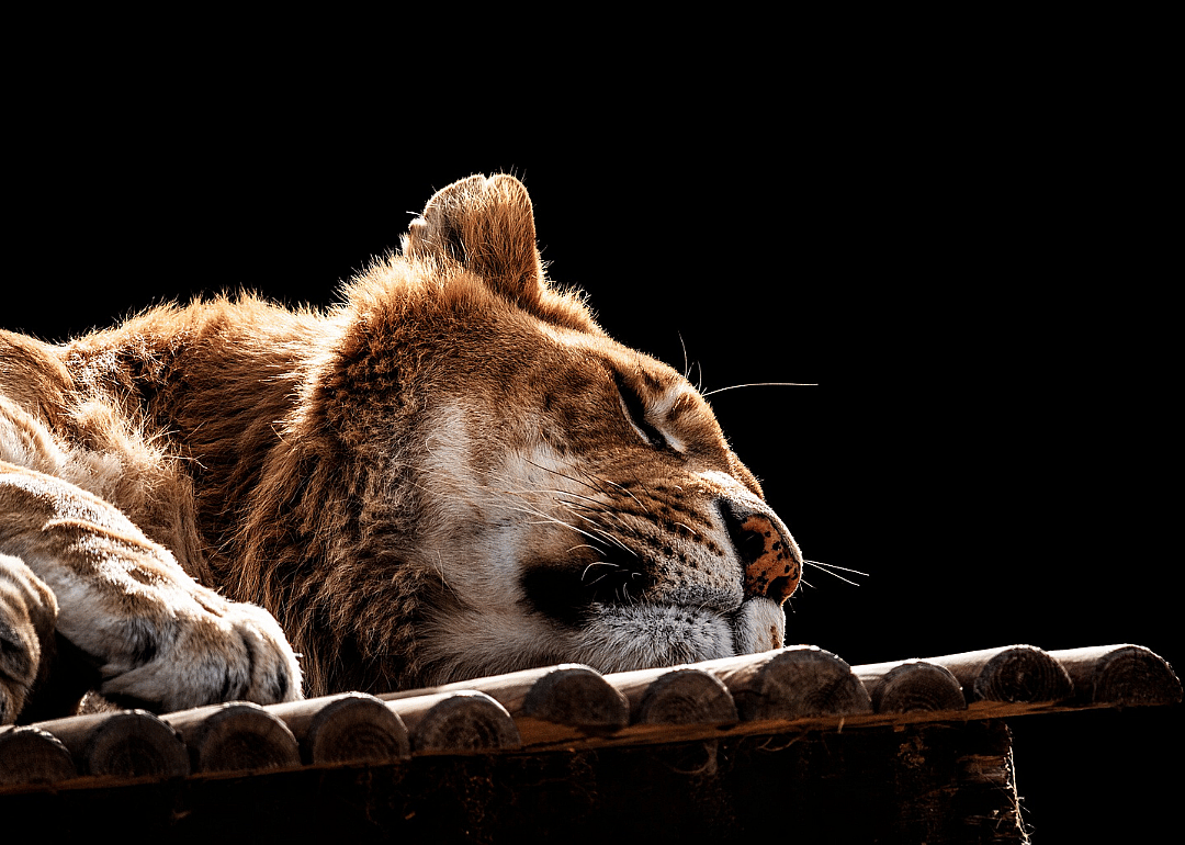 The Cincinnati Zoo provides ‘Home Safari’