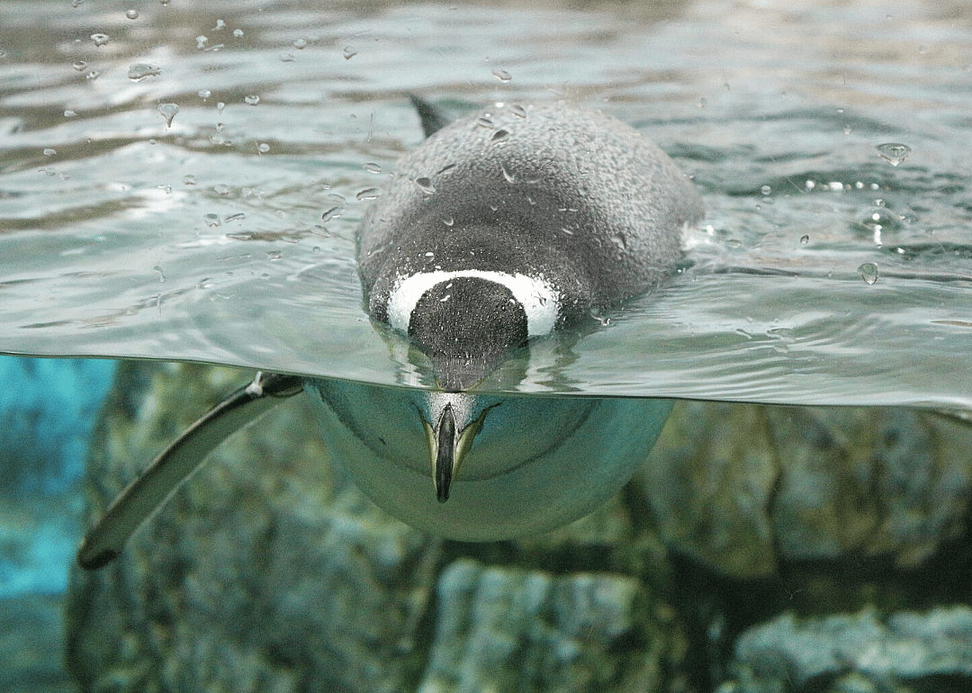 The Georgia Aquarium livestream