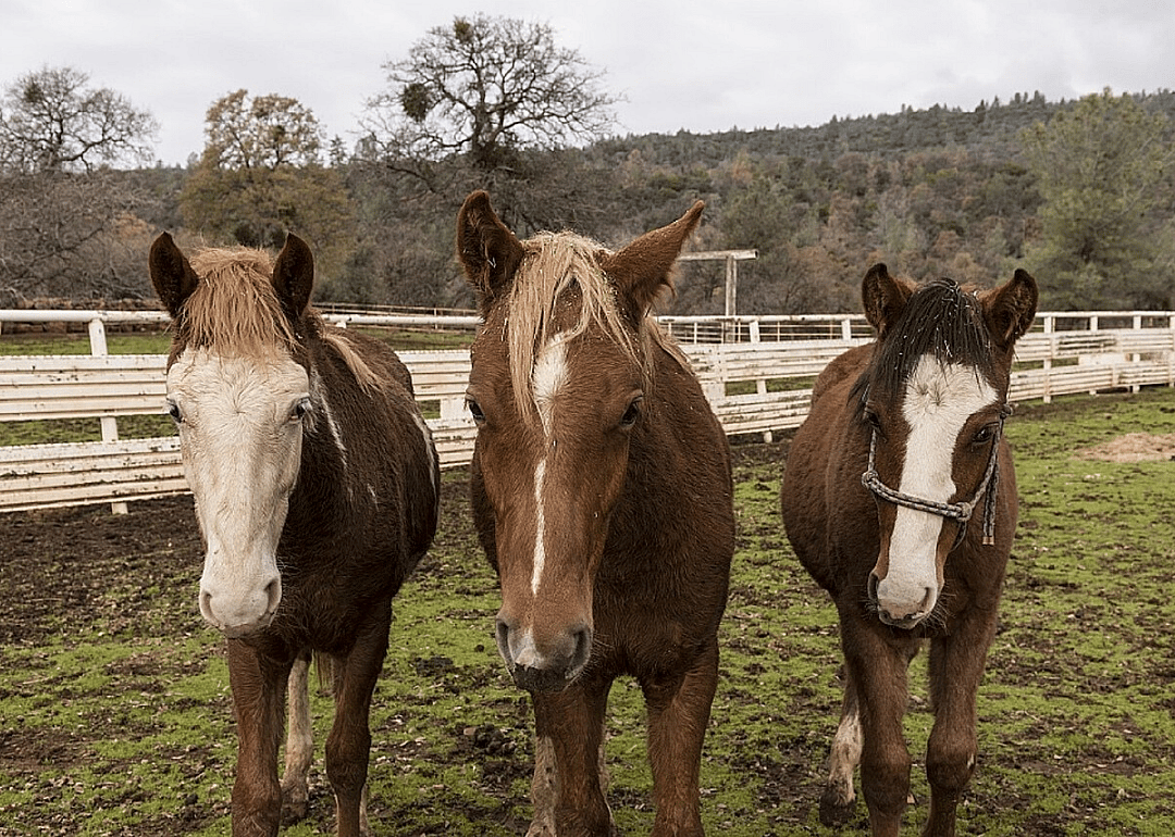 The Gentle Barn’s virtual tours