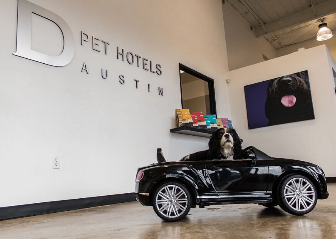 D Pet Hotels