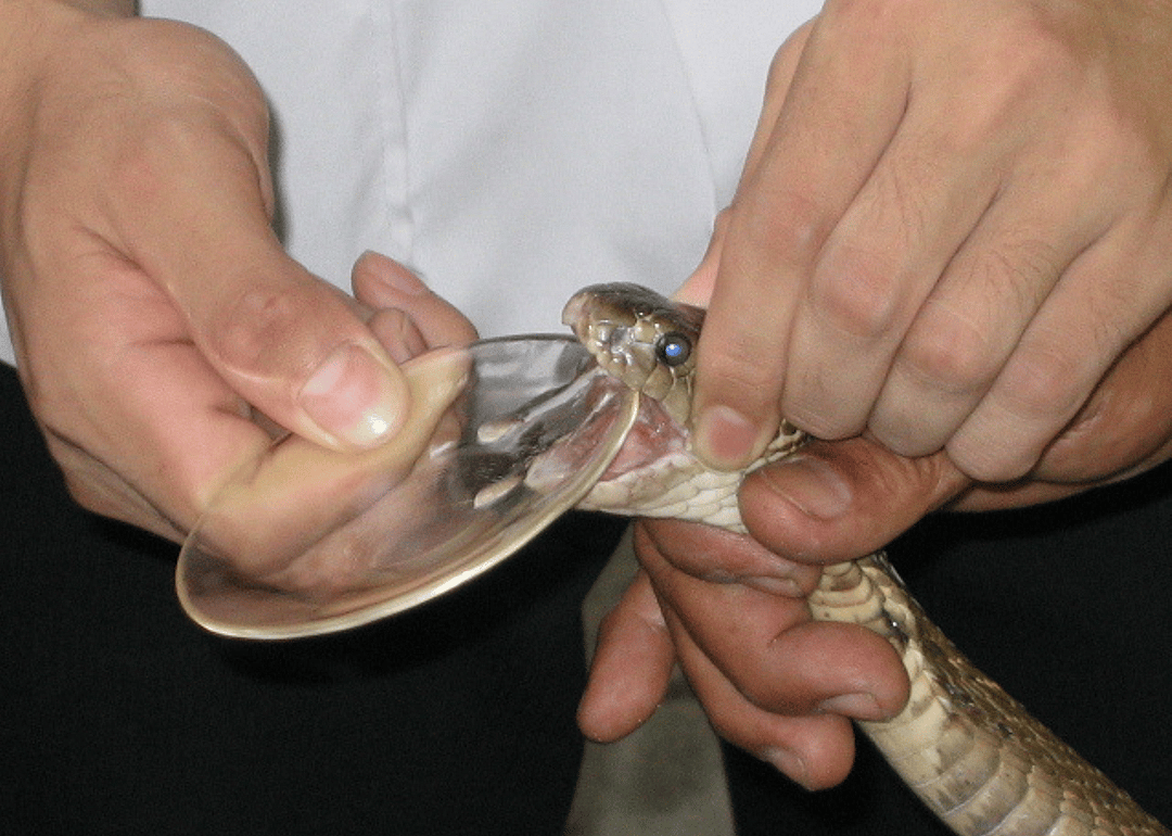 Snake milker
