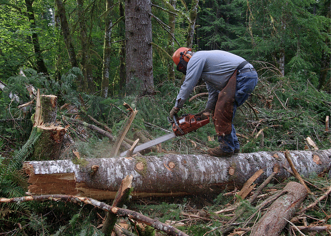 American loggers