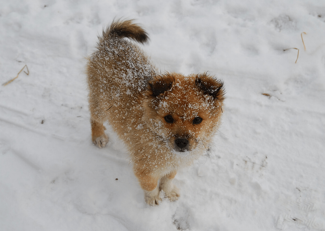 Dec. 2: National Mutt Day