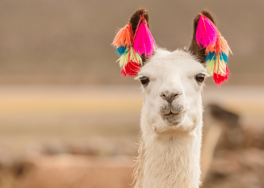 Dec. 9: National Llama Day